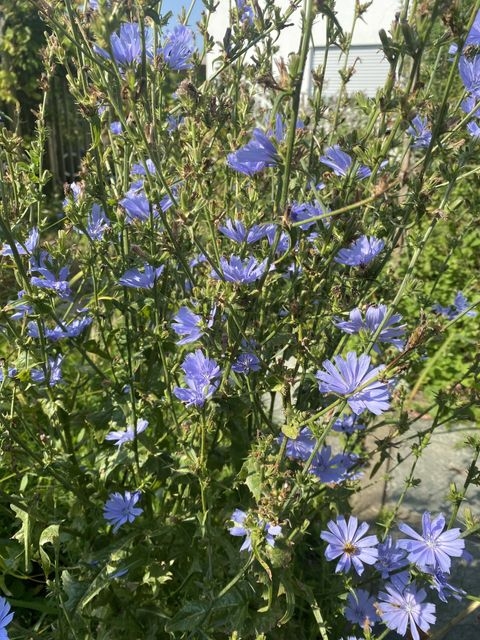 Hofstetten Hagenheim Grundstücke, Hofstetten Hagenheim Grundstück kaufen