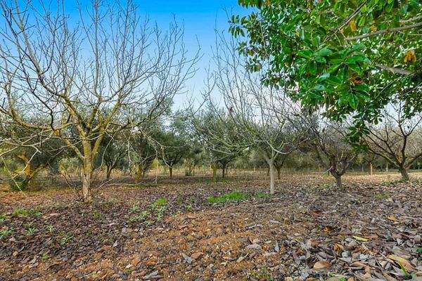 Son Mas Grundstück 2