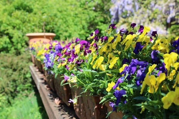 Gartenidylle