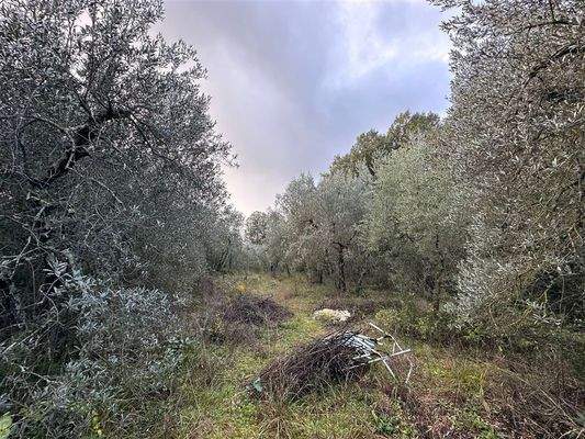 Olivenhain Massa Marittima