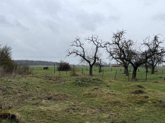 angrenzende Weideflächen