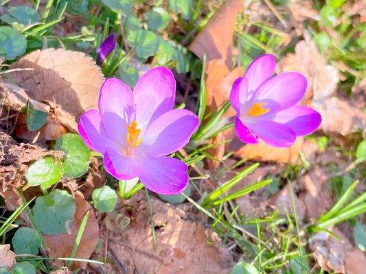 Der Frühling im Gartengrundstück