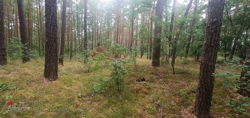 Wald