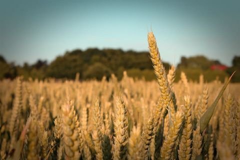 Lemförde Bauernhöfe, Landwirtschaft, Lemförde Forstwirtschaft