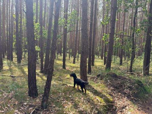 60-jähriger Kiefernbestand 