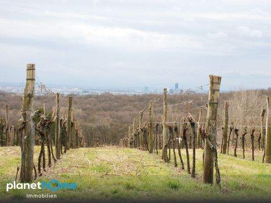 Hagenbrunner Weinberge