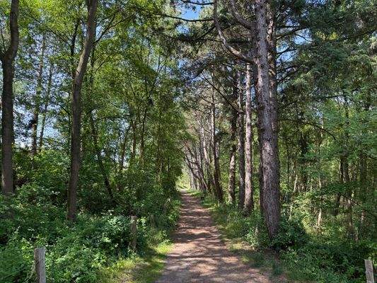 Waldpfad.JPG