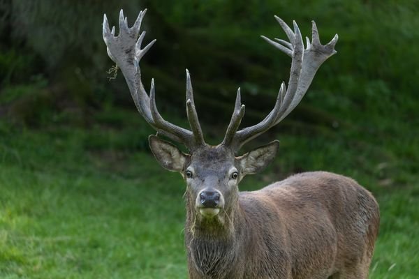 Hirsch