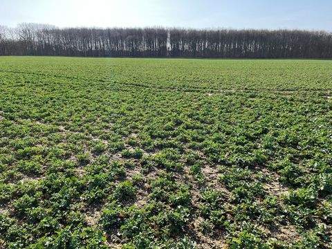 Kerpen / Türnich Bauernhöfe, Landwirtschaft, Kerpen / Türnich Forstwirtschaft