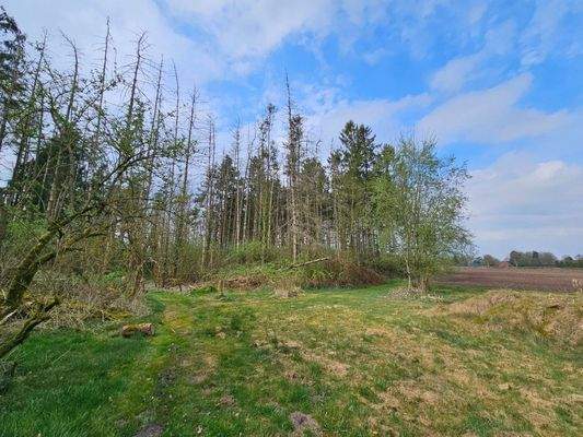 Waldgrundstück