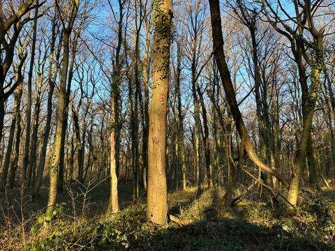 Kerpen Bauernhöfe, Landwirtschaft, Kerpen Forstwirtschaft