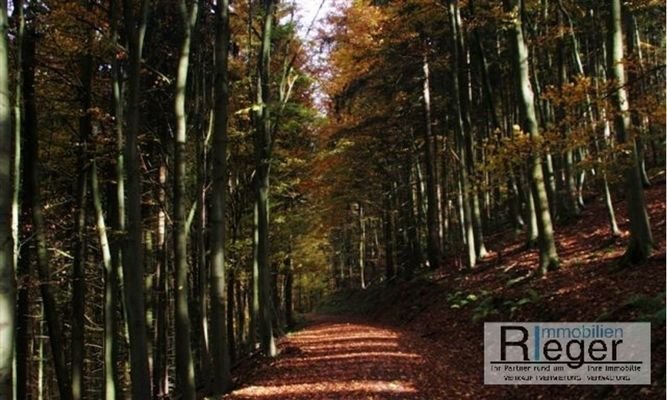 Spaziergang durch das Steinachtal