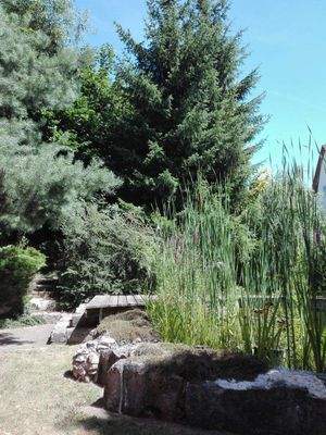 Eingewachsener Garten