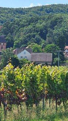 Blick von Rheiebene.jpg