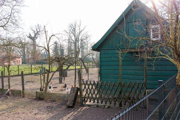Eier von glücklichen Hühnern