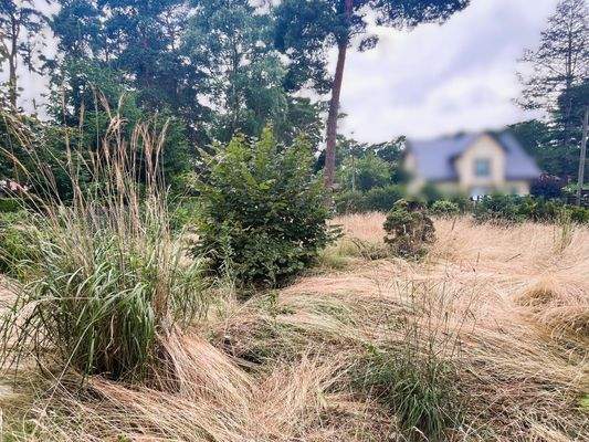 Grundstück vorn.jpg