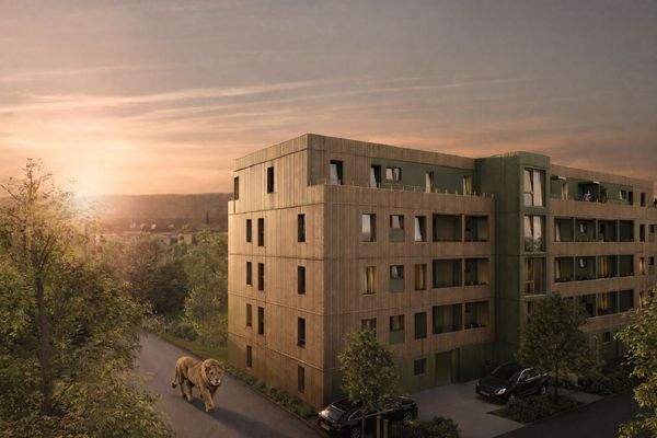 Lapinou Löwe kommt nach Haus