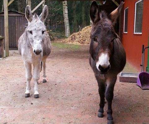 Guten Tag    von den Eseln