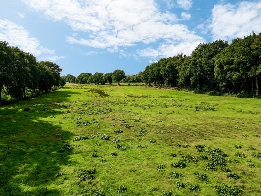 Blick ins Grüne