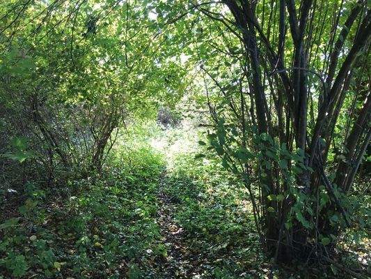 naturbelassenes Seegrundstück