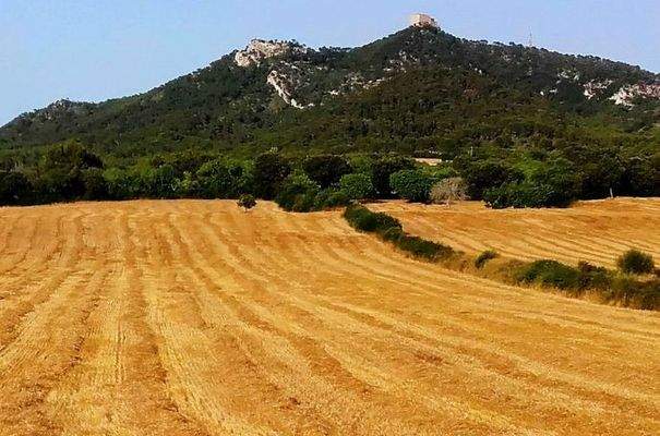 7139_01_Felanitx_Grundstück_Sommer