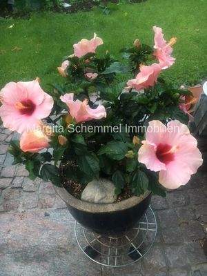 Titelbild_Hibiskus_Blumen