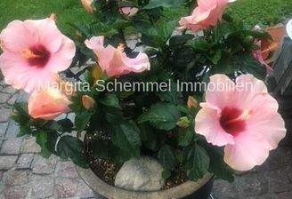 Titelbild_Hibiskus_Blumen
