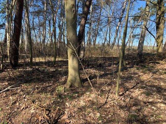 Eigener Wald am Haus