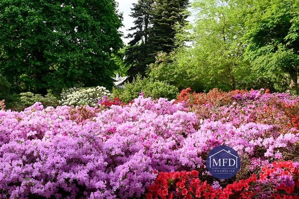 2-Rhododendron-Beispiel.jpg