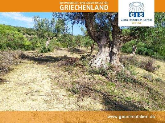 ertragreiche Olivenbäume