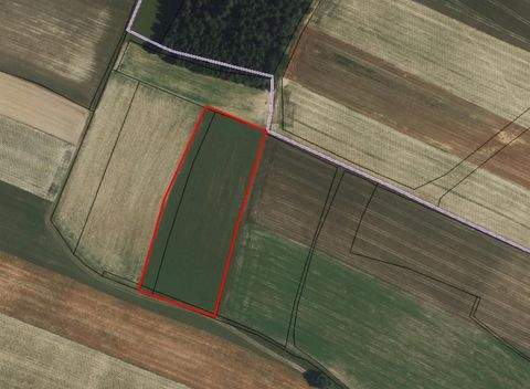 Schachau Bauernhöfe, Landwirtschaft, Schachau Forstwirtschaft