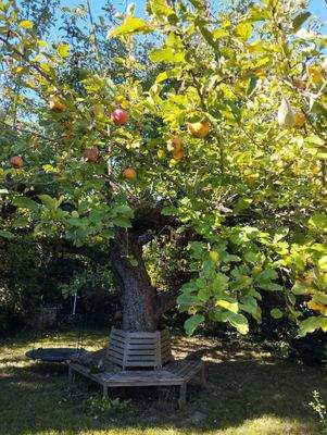 ein Boskop-Apfelbaum