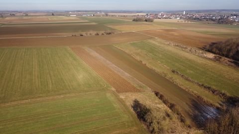 Rammingen Bauernhöfe, Landwirtschaft, Rammingen Forstwirtschaft