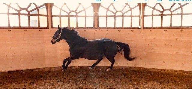 17 Longierhalle innen.jpg