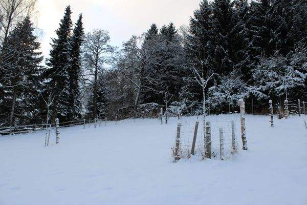 Garten mit Obstbäumen