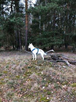 Waldexpertin immer achtsam