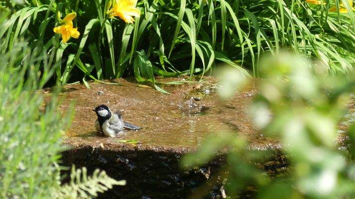 Wasserspiel Gartenteich