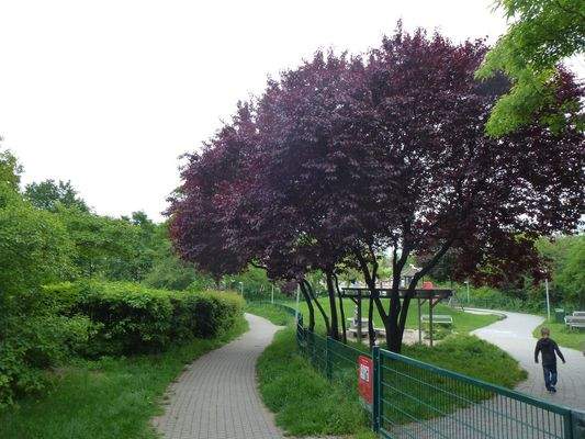 im Park