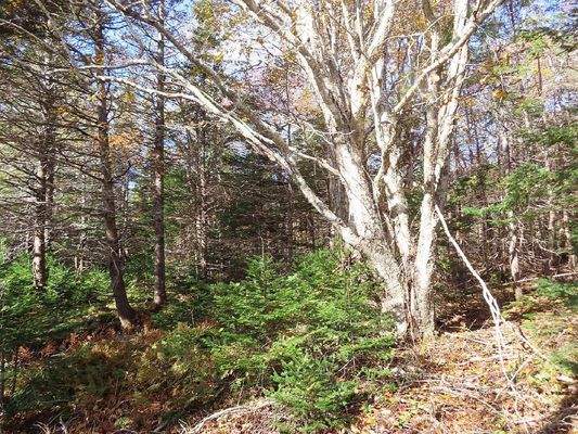 Cape Breton - 3,1 Hektar großes See-Ufergrundstück