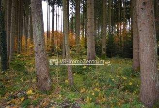 Blick in den Baumbestand