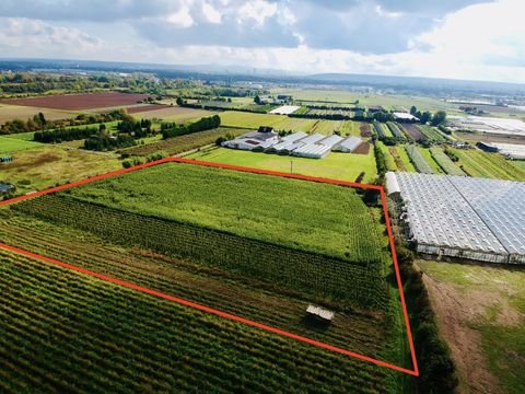 Bornheim Bauernhöfe, Landwirtschaft, Bornheim Forstwirtschaft