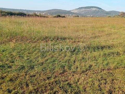 Sveti Filip i Jakov Bauernhöfe, Landwirtschaft, Sveti Filip i Jakov Forstwirtschaft