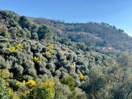 DA959_05 TERRA ITALIA IMMOBILIEN_LIGURIEN_STONE HO