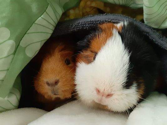 Lieblingsplatz zum Kuscheln