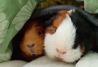 Lieblingsplatz zum Kuscheln