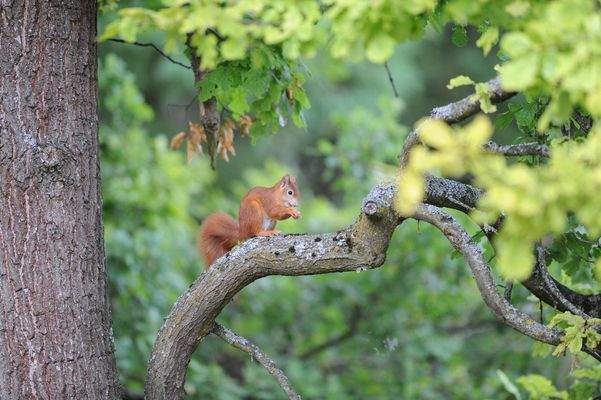 Besucher im Garten
