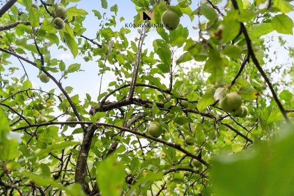 Ertragreiche alte Sorten