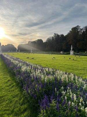 Garden with Flower Rows