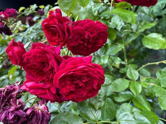 Parkähnlicher Garten