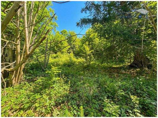 Großes Waldgrundstück mit leichter Hanglage